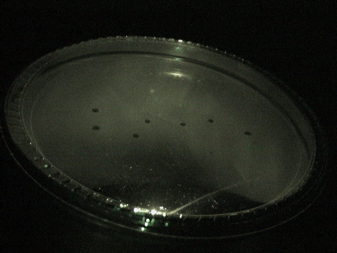 Constellation Projector